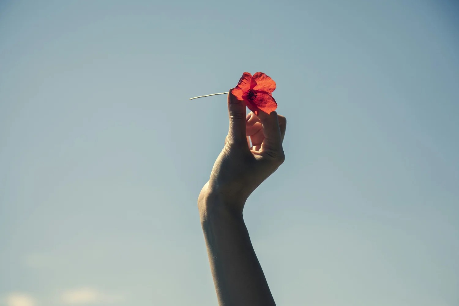A hand reaching skyward holding a red poppy
